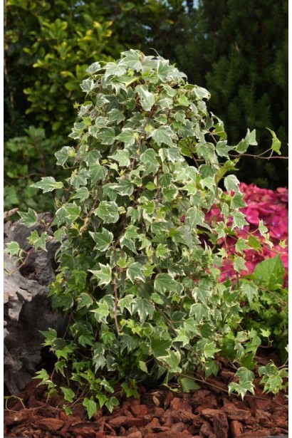 Варієгатний плющ Вайт Ріпл у ландшафтному дизайні